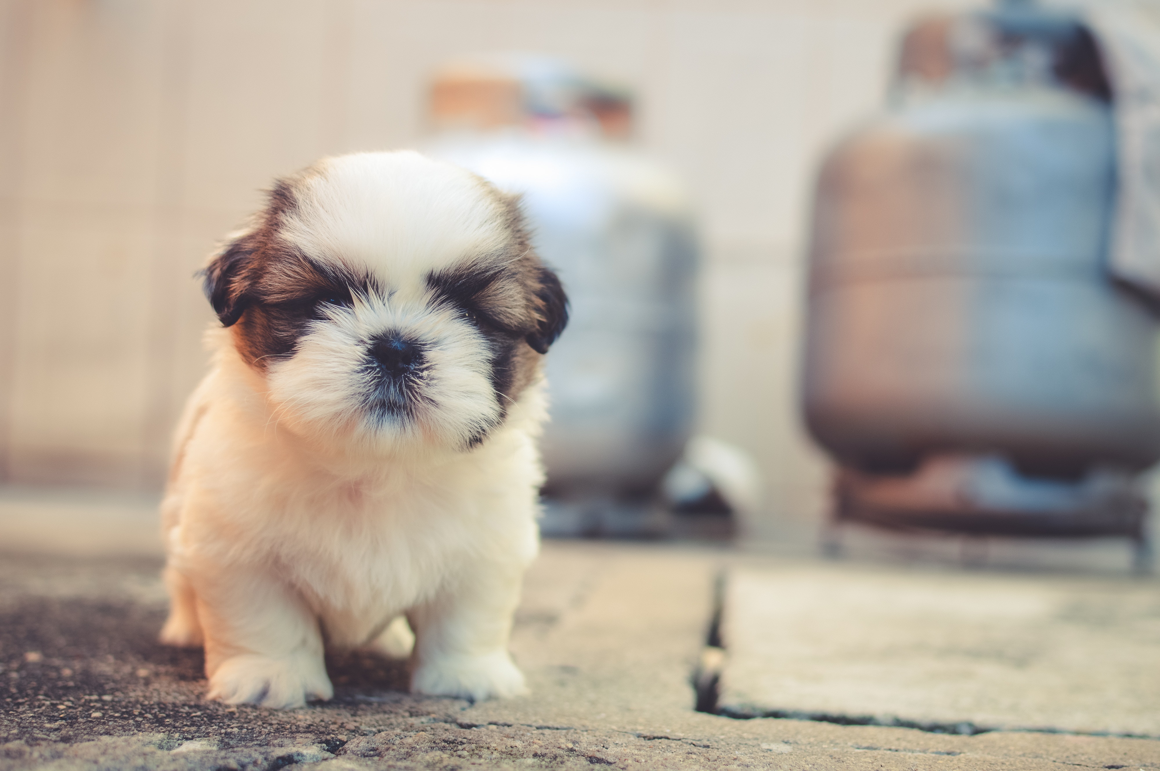 Cute Dogs Photos, Download The BEST Free Cute Dogs Stock Photos & HD Images